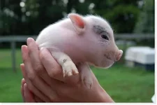 pork.webp