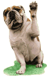 bulldog_wave.gif bulldog_wave.gif