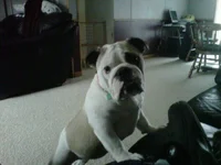 zoey begging.webp
