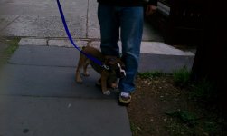 rocky first walk.jpg