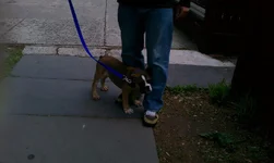 rocky first walk.webp rocky first walk.webp