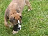 rocky in backyard.webp