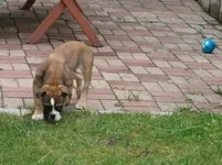 rocky in backyard 2.webp