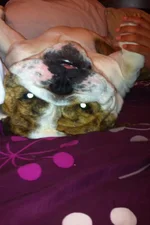 nigelupsidedown.webp nigelupsidedown.webp