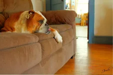 gunny on couch.webp