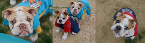 collagepups.webp