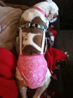 iphone 002.webp