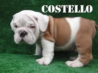 cuddi.webp