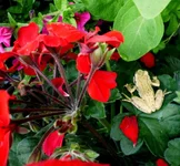 a garden visitor July 2012.webp