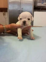 Winston.webp