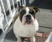amy.webp