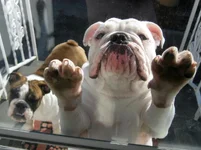 let us in.webp