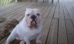 ImageUploadedByTapatalk1341805585.902844.webp