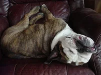 Ruggles relaxing 003.webp