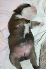 Bertha Bacon chubby.webp
