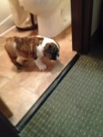 IMG_0368.jpg IMG_0368.jpg