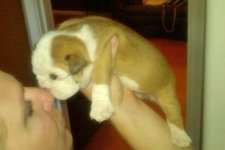 Lola bulldog 011 - Copy.jpg