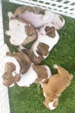 Lola bulldog 034.webp