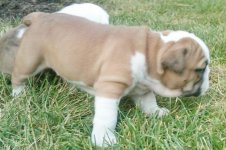 Lola bulldog 007 - Copy (2).jpg