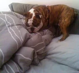 bed.webp bed.webp