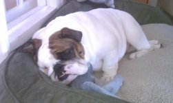 Dublin home from surgery.jpg Dublin home from surgery.jpg
