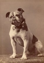 451px-Original_Handsome_Dan_Yale's_mascot.jpeg