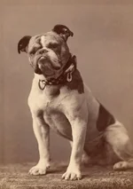 451px-Original_Handsome_Dan_Yale's_mascot.webp