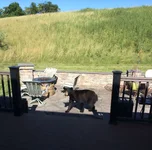 Bear.webp