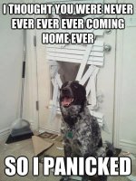 020-dog-memes.jpg