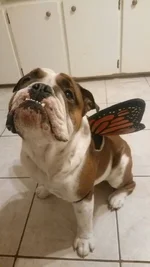 Fezz butterfly.webp
