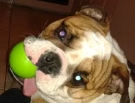 Fezz ball tongue.webp