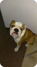 Bruno2.jpg Bruno2.jpg