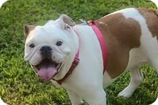 molly1.webp molly1.webp
