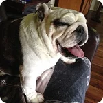 fifi.webp