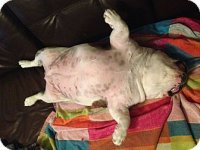 fifi1.jpg fifi1.jpg