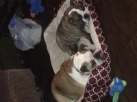 the girls.webp