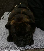 Waiting for my vet.webp