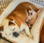 Momma, get your own bed.webp