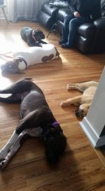 Mommy they are all sleeping.jpg