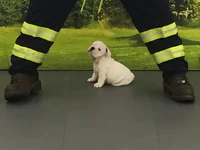 sirius.webp sirius.webp