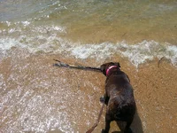 Get da stick.webp