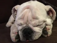 sleepy 2.webp sleepy 2.webp