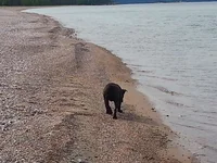 Lost my ball.webp