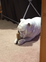 cheese paws.png cheese paws.png