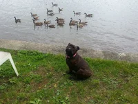 Mommy can I play with my friends.webp