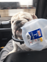 got milk.png got milk.png