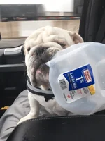got milk.webp got milk.webp
