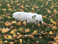 fall grass.png fall grass.png