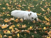 fall grass.webp fall grass.webp