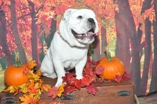 fall edit.webp fall edit.webp